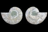 Cut & Polished Ammonite Fossil - Agatized #82311-1